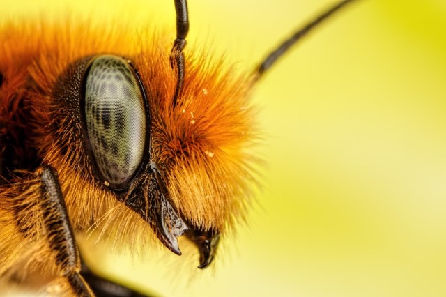 laeNewbornRedMasonBee John Kimbler
