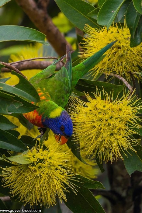 Rainbow Lorikeet-10 GuyVerkroost
