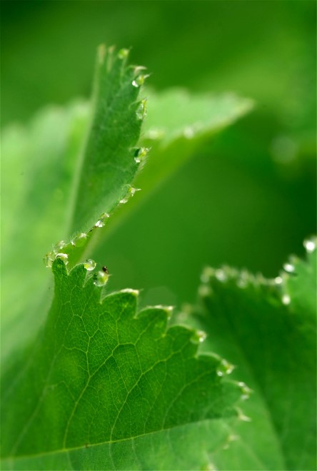 12HawthornFlBugs 079