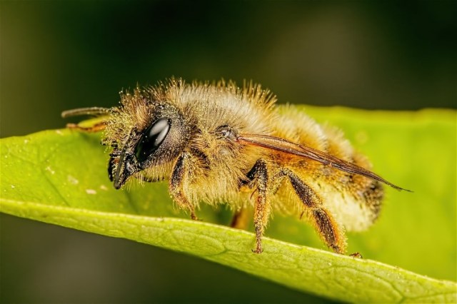 24femaleRedMasonBeeJohnKimbler