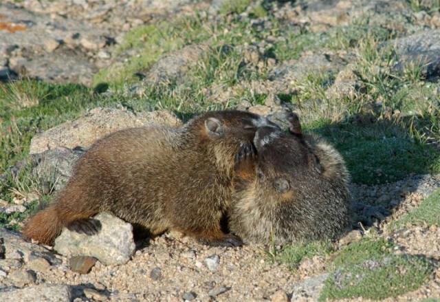 8PicasMarmotsBirds 041bbb