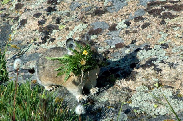 9PicasMarmotsBirds 086bbb