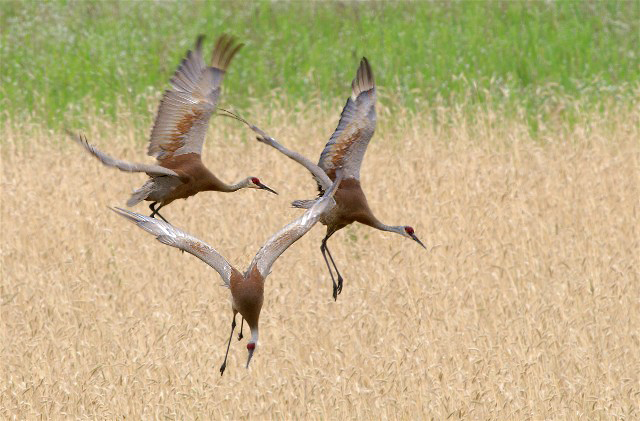 12CMedShillsBeav 127