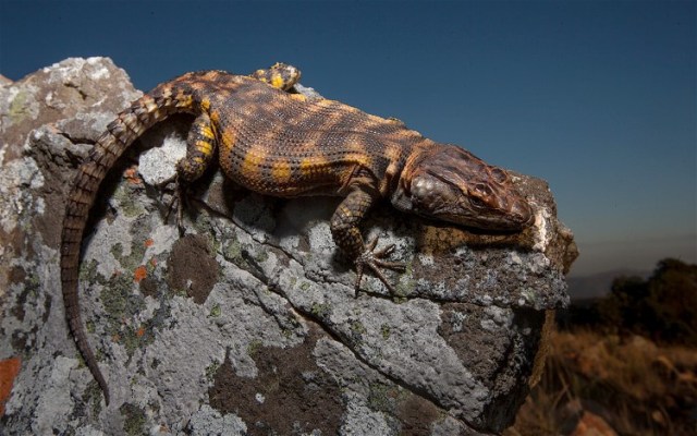 27083307632_3ef0d5168d_b