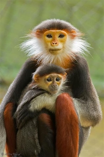 9JennyLovea Leaf Monkies