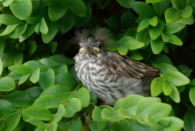 hBabyChippingSparrow