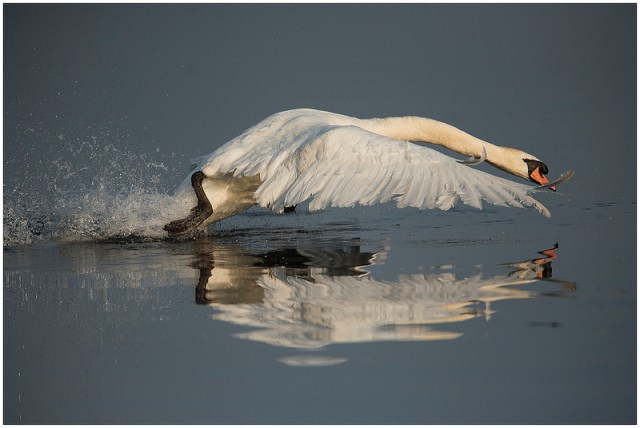 27312022642_325c522cc5_c