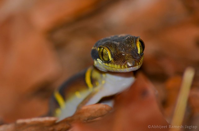 27646465882_949951dea6_cAbhijeet Ramesh Jagtap reptile