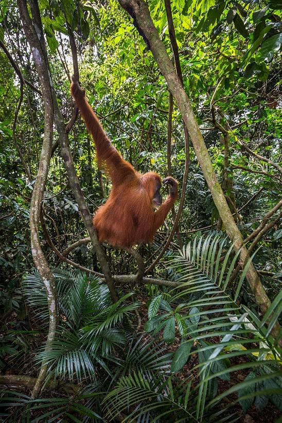 Female-orangutan-8,-Gunung-Leuser-National-Park,-Sumatra,-Indonesia