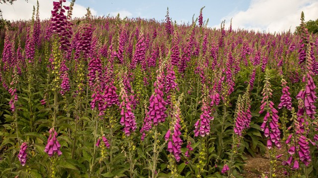 foxglove alun williams