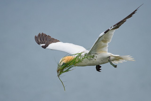 Gannett dave green mr. oy