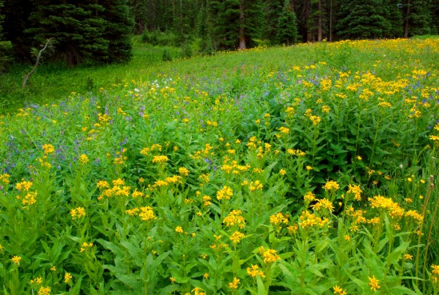 zzzzzzzzzzzzzzztCollinsCanyon 015