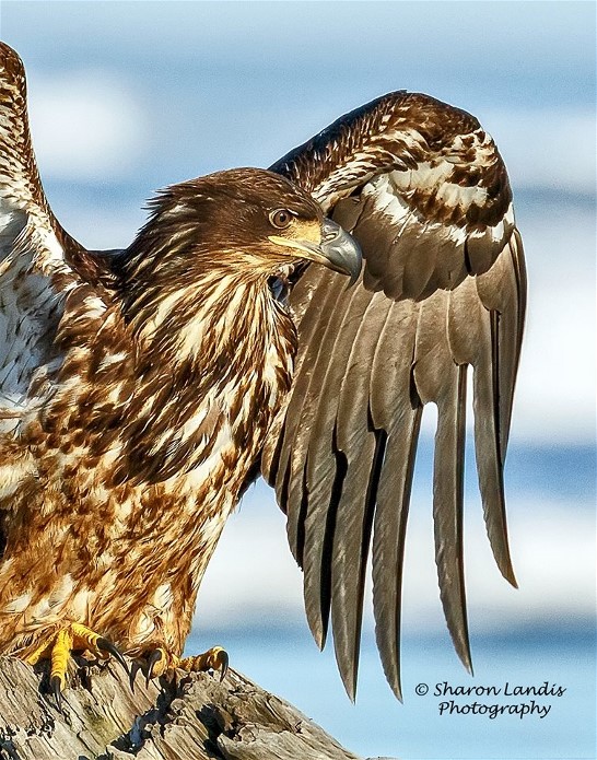1Immature bald eagle Sharon Landis
