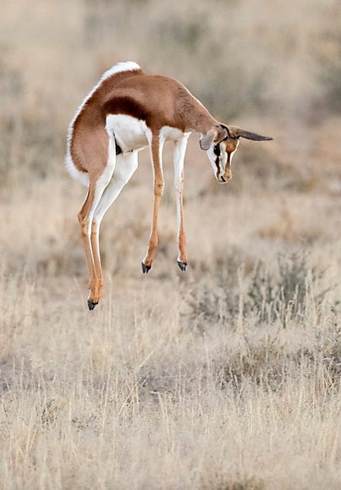 3Springbok Todd Gustanfson