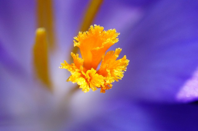 4aCrochet sarah chamberlain