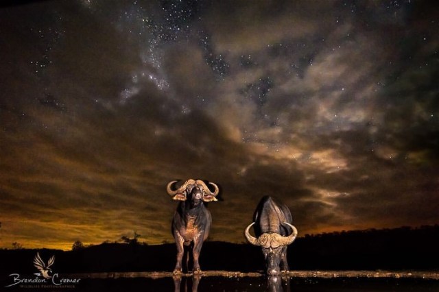 5CapeBuffaloBrendonCremer30secexposure