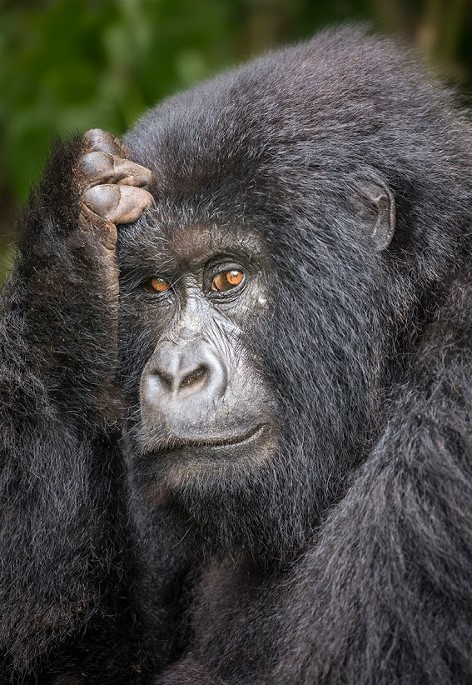 xgorilla Virunga N P Congo Africa Ian Plant