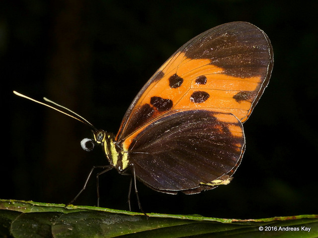 3AndreasKayButterflyBlack