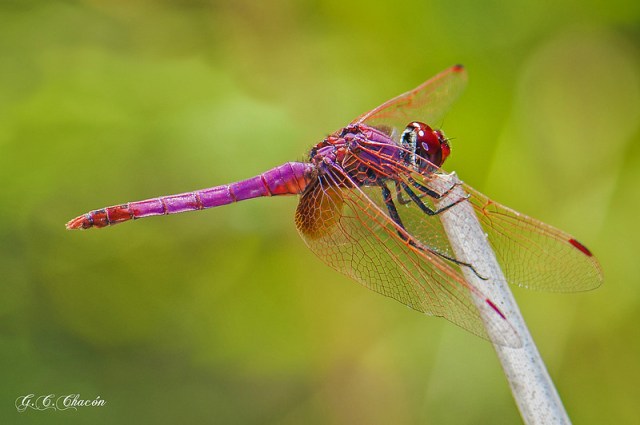 4dragonfly guillermocaballerochacon