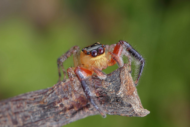 5BaviaJumpingSpider omtelsimon