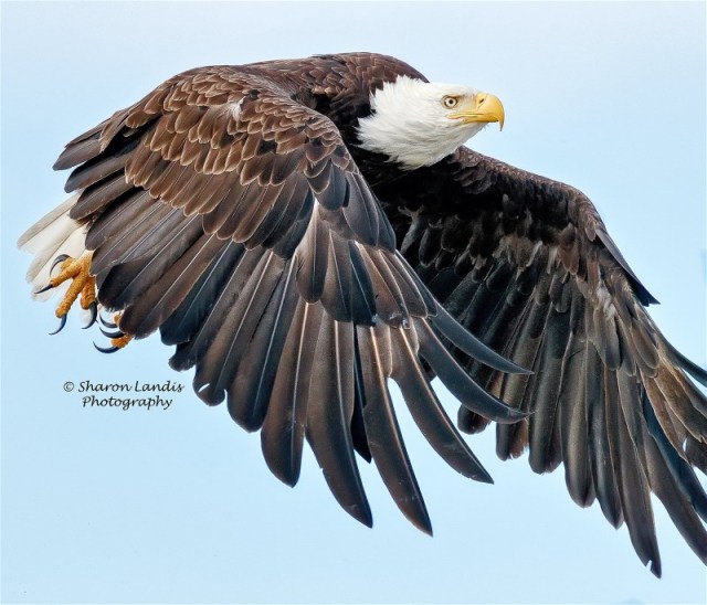 BaldEagleflyingSharonLandis