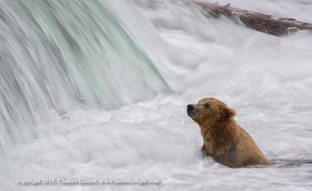 bear in rapids Charles Glatzer