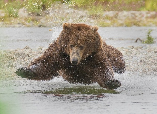 brown bear David Hemmings