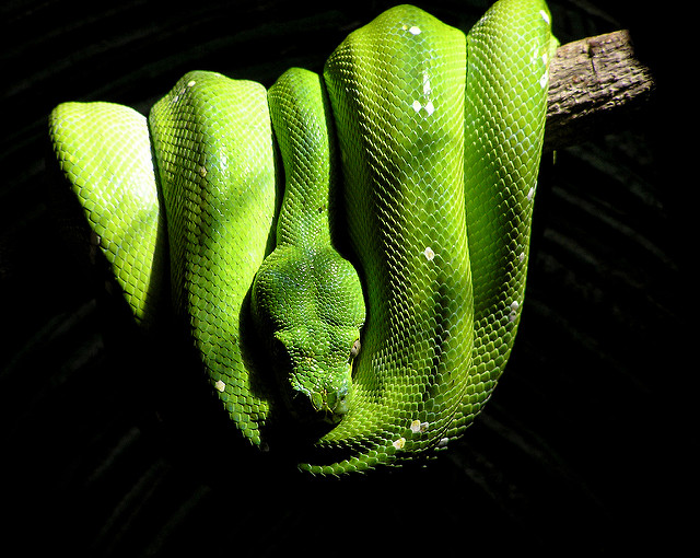 greensnakeMariaWoehlke