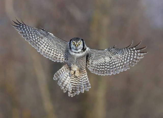 Northern Hawk Owl David Hemmings