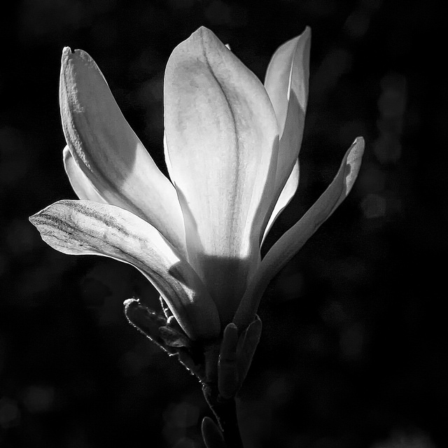 1flowerbacklight-wilddoc1