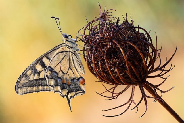 3butterflythistlebabio-pisciotta