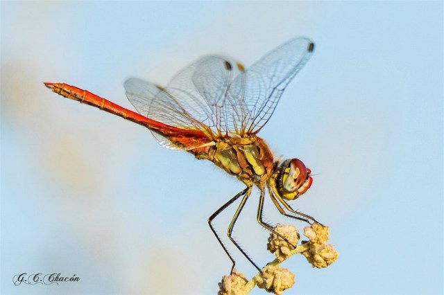 4gullermo-ballerochacon-dragonfly