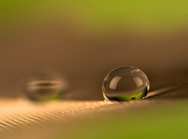 5drop-on-featherrobert-vierthaler