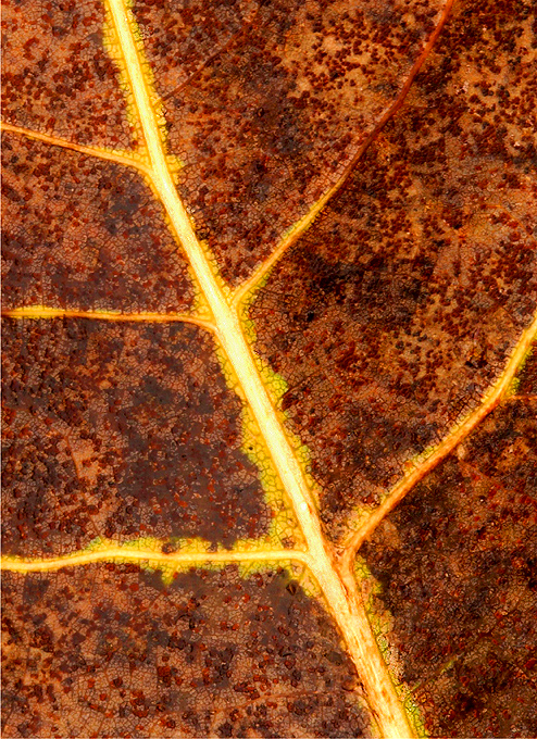 8copy-of-fallpets-005