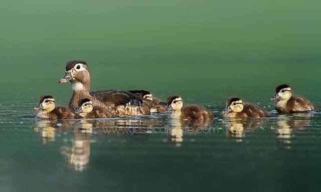 2a14519716_1672185303096903_7256026971440391530_n