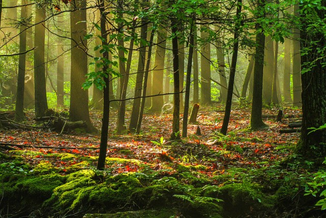 2danstambaugh-forest-light