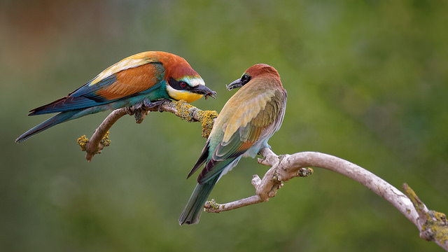 3bee-eaters-jenslpz