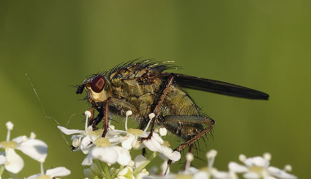 4insect-chaotic-river