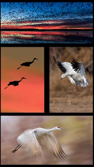 mointagecharlesglatzer