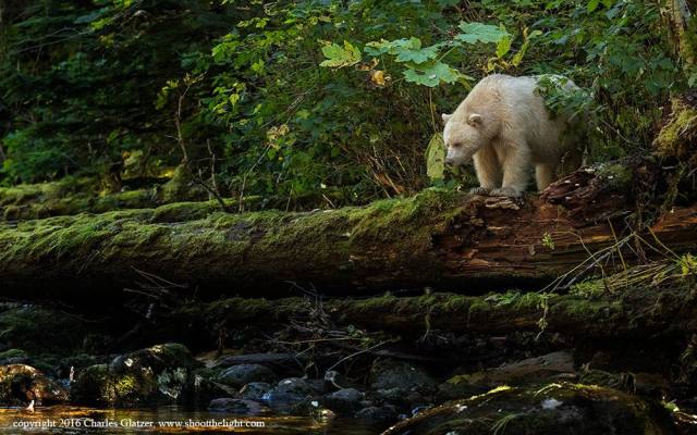 spiritbearcharlesglatzer
