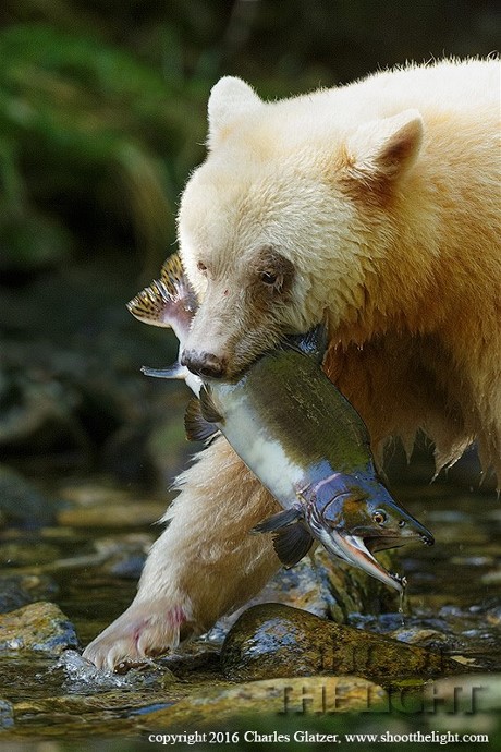 spiritbearfishcharkesglatzer