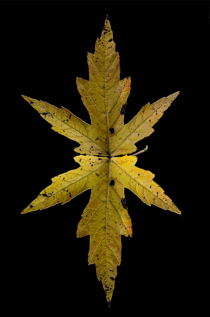 xleafreflectionkellerwilson