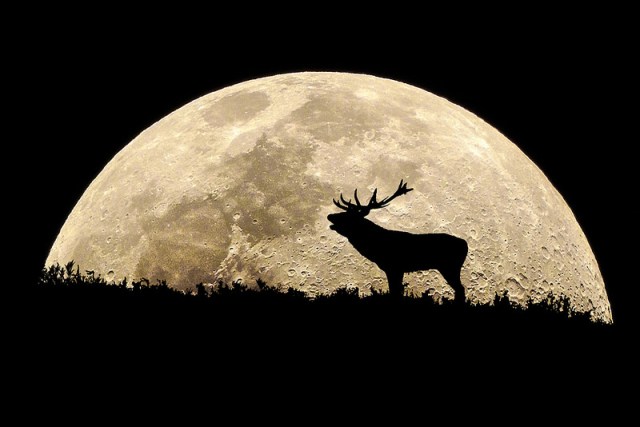 1moon-elk-liam-m-ryan