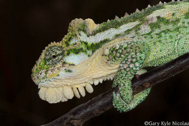 3lizard-gary-kylenicola