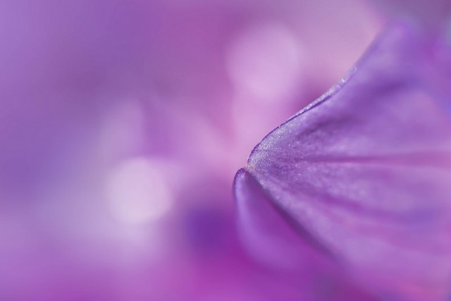 4purpleflowergudrunmarlaud