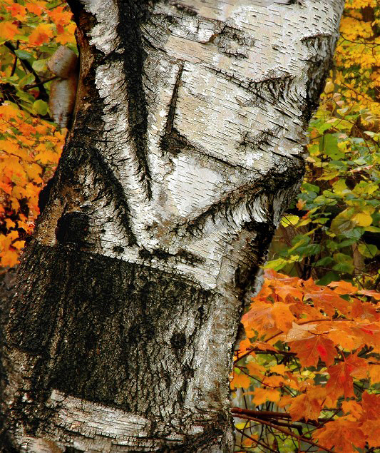 aacopy-of-dsc_7214new