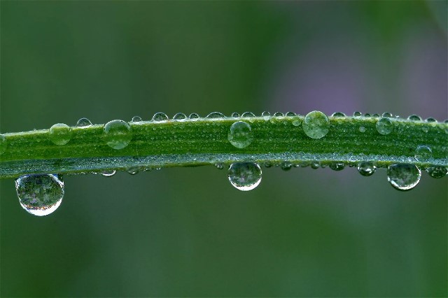 16grass-dew2