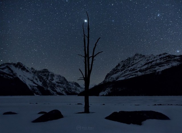 Jupiter rises above dead tree at Peyto Lake, Banff National Park