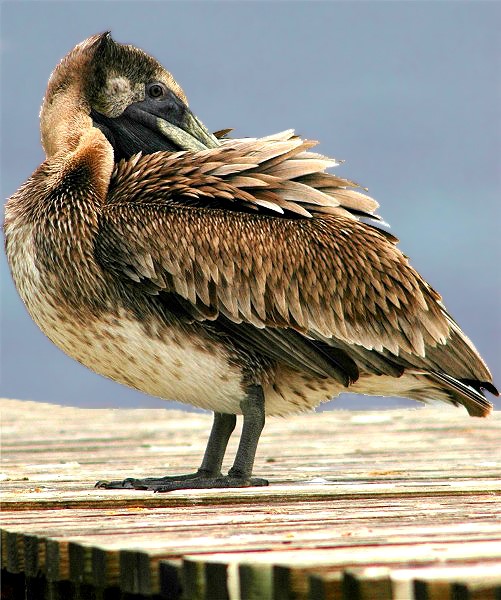 1ebcopy-of-copy-of-dsc_1615