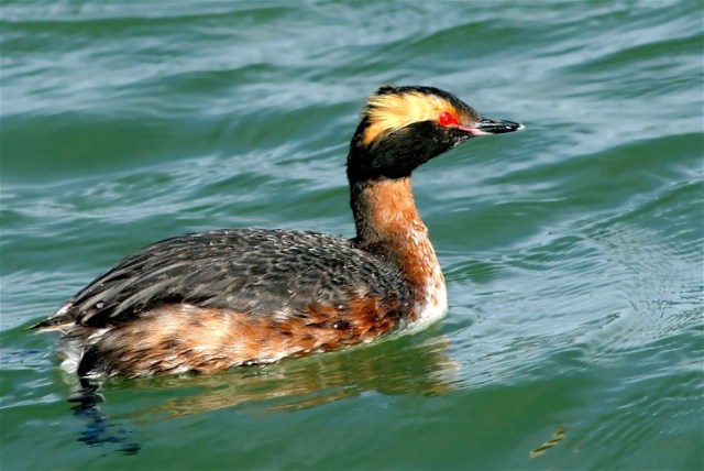 2chgrebe1-159
